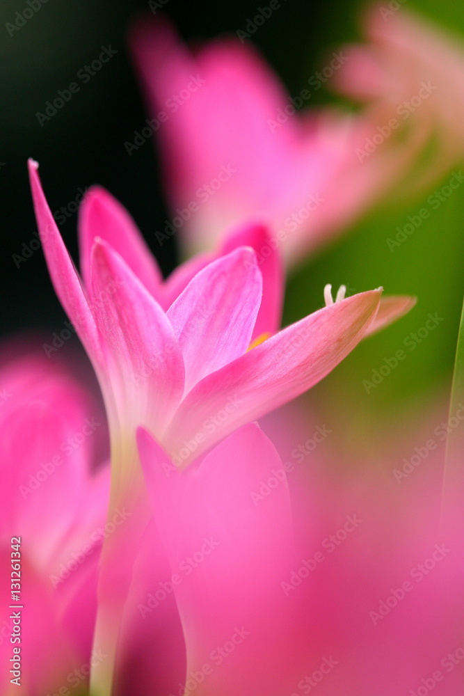 Pink beautiful Fairy lily in garden.