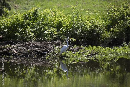 Egret