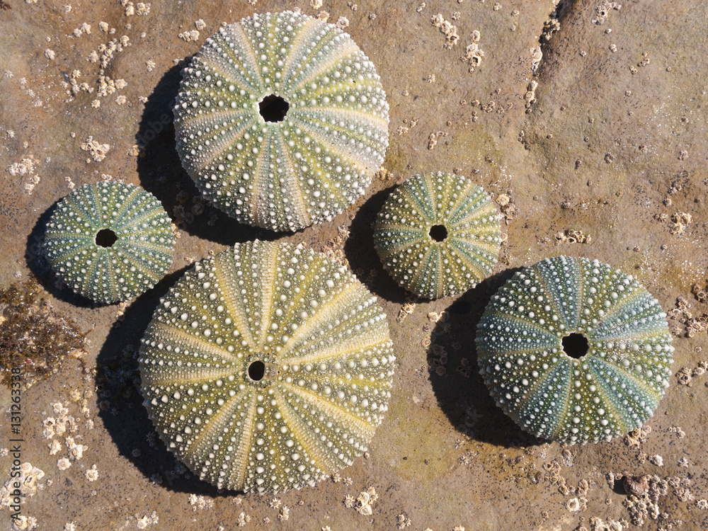 A collection of sea urchin shells on a rustic weathered rock background