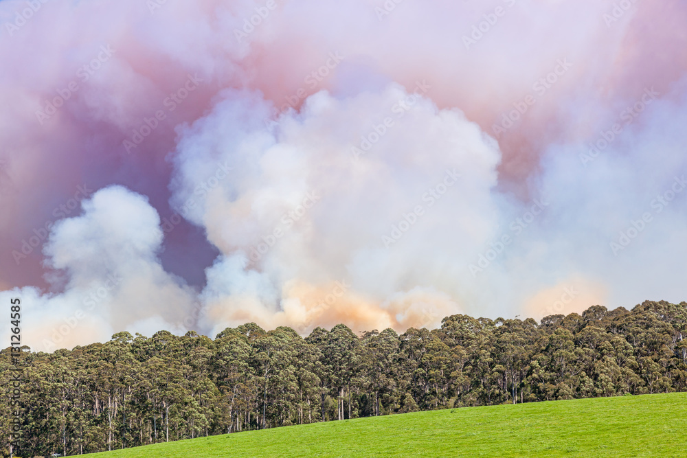 Forest Fire in Australia