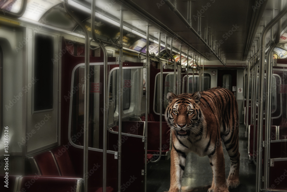 Fototapeta premium Tygrys w metrze. Tygrys syberyjski przechadzający się po miejskim wagonie metra.