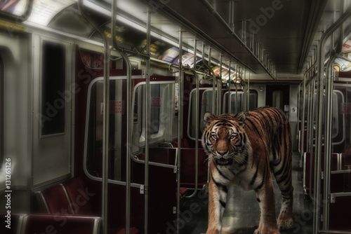 Tiger on the Subway. A Siberian tiger walking through an urban subway car.