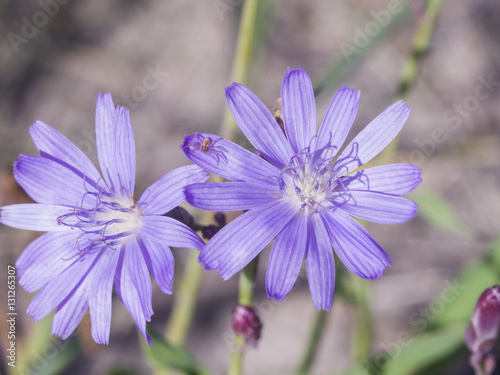 Siberian Lettuce, Lactuca Sibirica, flowers macro, selective focus, shallow DOF
