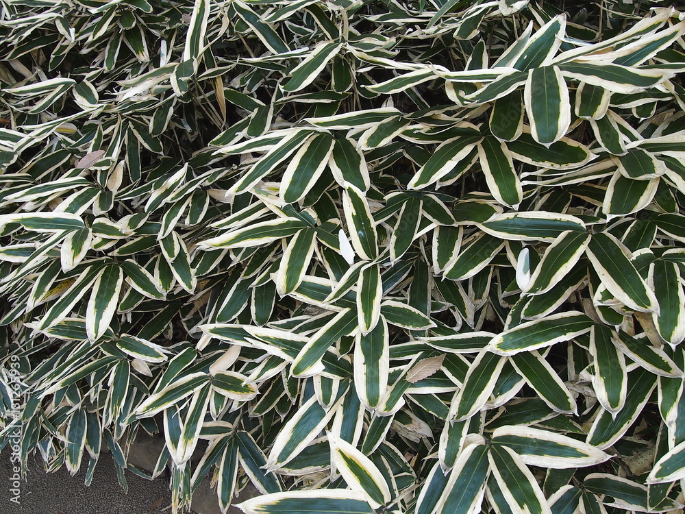 Fototapeta premium 熊笹の冬越し（クマザサ）/日本と近隣国の一部で見られる。大きな葉が特徴の笹。冬に成ると葉の縁が色付く。