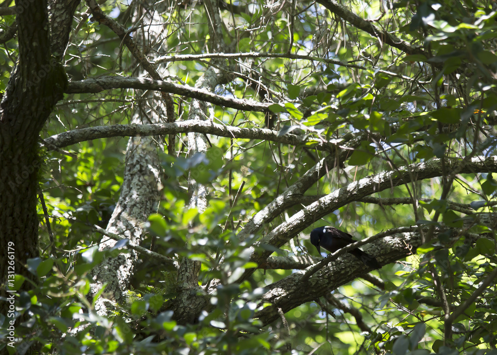 Fototapeta premium Grackle