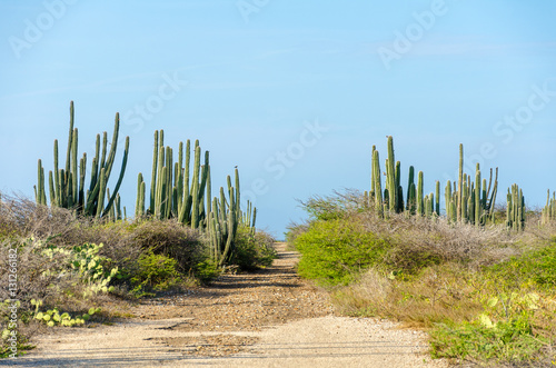 Dry and arid desert landscape in Aruba