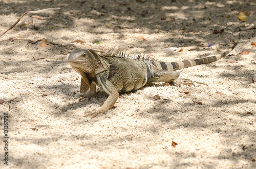 Wild iguana at the sand in Aruba