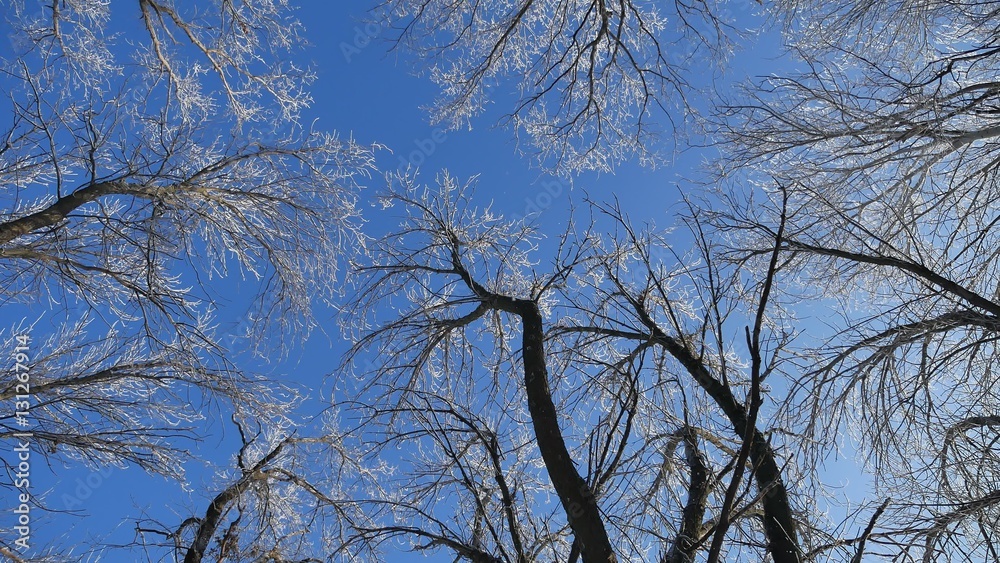 tops trees in snow frozen forest against blue sky nature winter landscape tops trees in snow frozen forest against blue sky nature winter landscape
