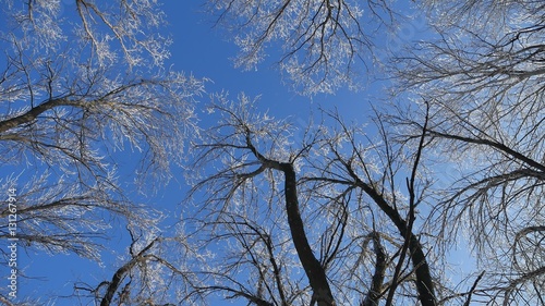 tops trees in snow frozen forest against blue sky nature winter landscape