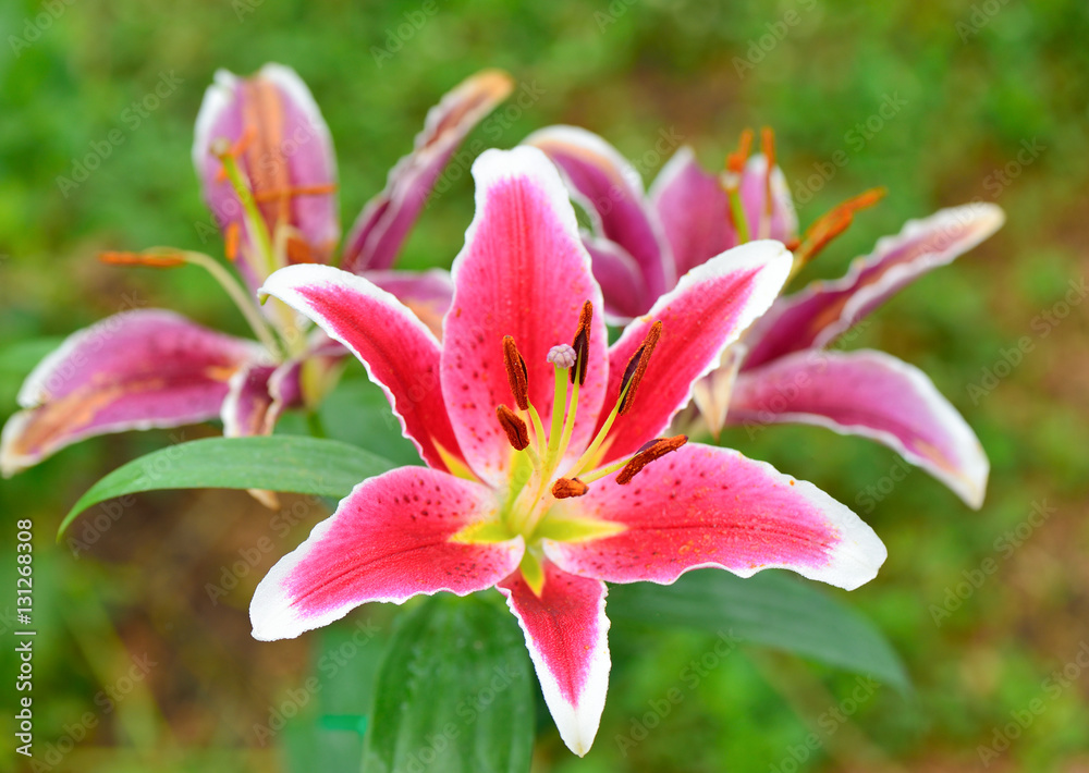 beautiful lilly flower