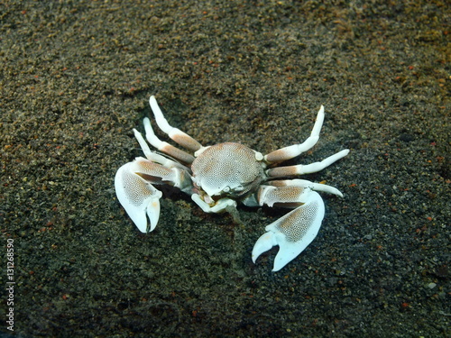 Cleaner crab