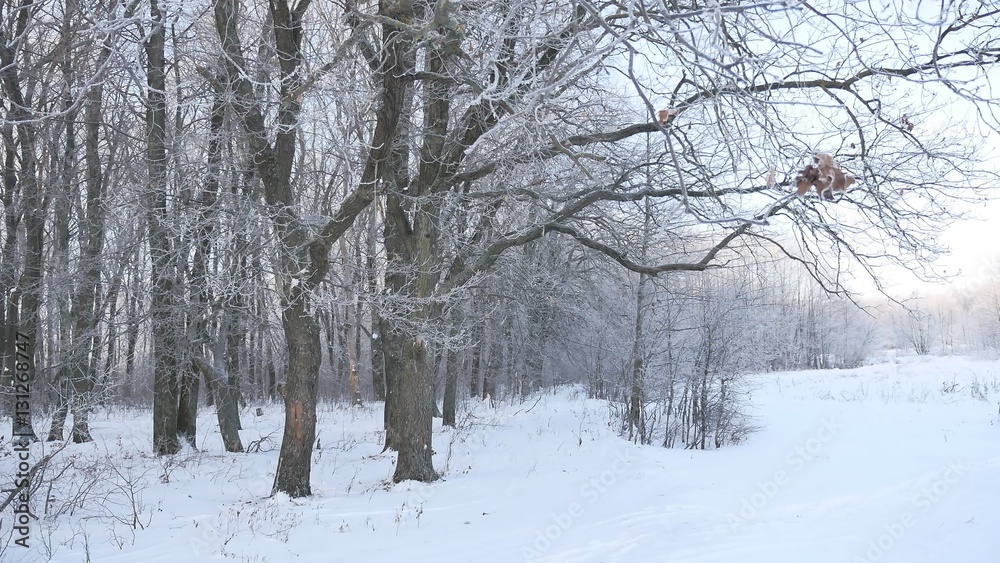 oak forest Winter trees in the snow nature landscape beautiful background oak forest Winter trees in the snow nature landscape beautiful background
