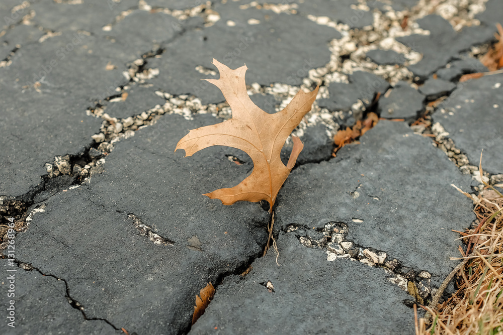 Grass on cement floor StockFoto Adobe Stock