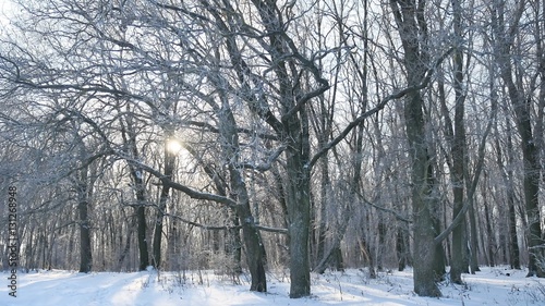oak winter forest trees in the snow nature landscape beautiful background © maxximmm