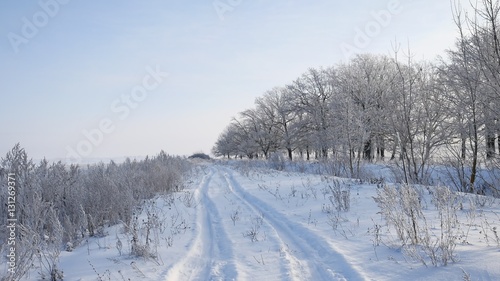 trees in snow winter field snowing nature landscape sunlight grass in the snow and the road