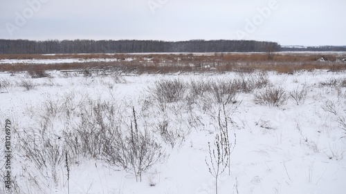 Winter field of dry grass in the snow nature landscape beautiful background