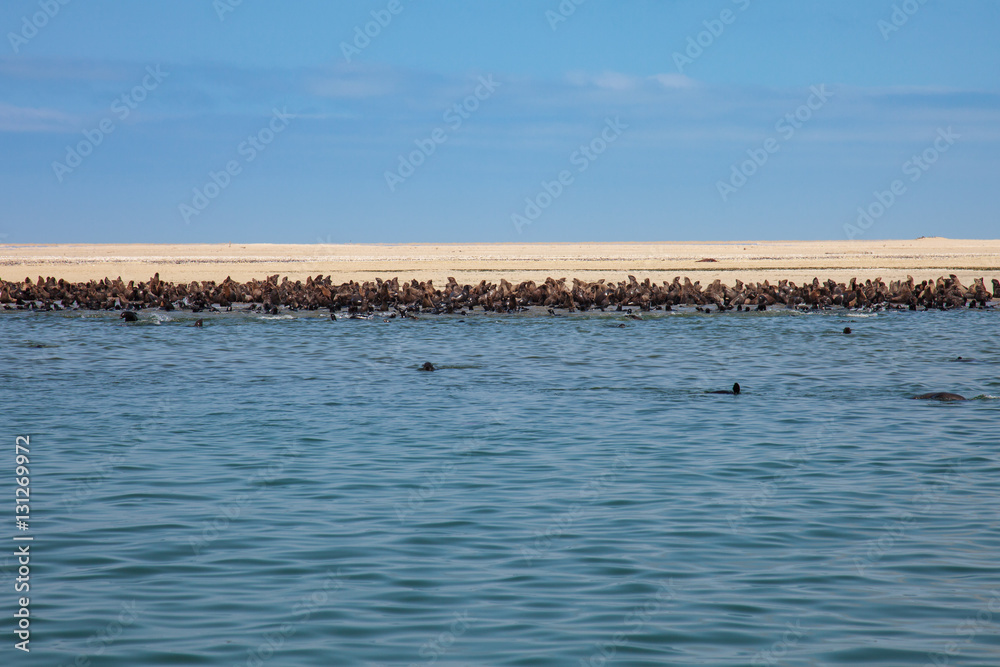 huge herd of fur seal swimming near the shore of skeletons in th