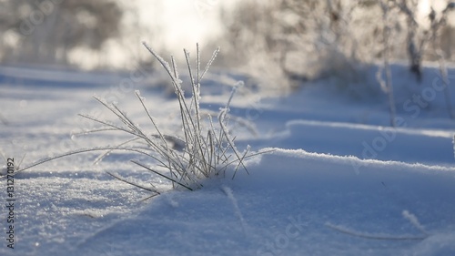 frozen grass sways in the wind in the winter snow falls sunlight nature beautiful sun glare