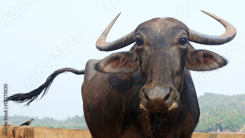 Buffalo portrait