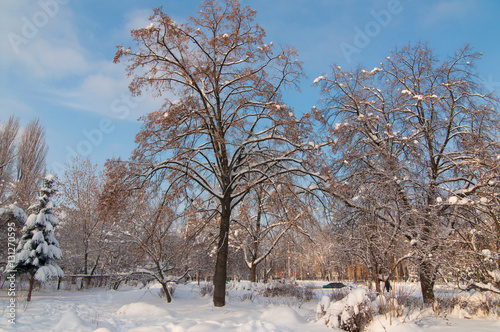 Wallpaper Mural winter park Torontodigital.ca