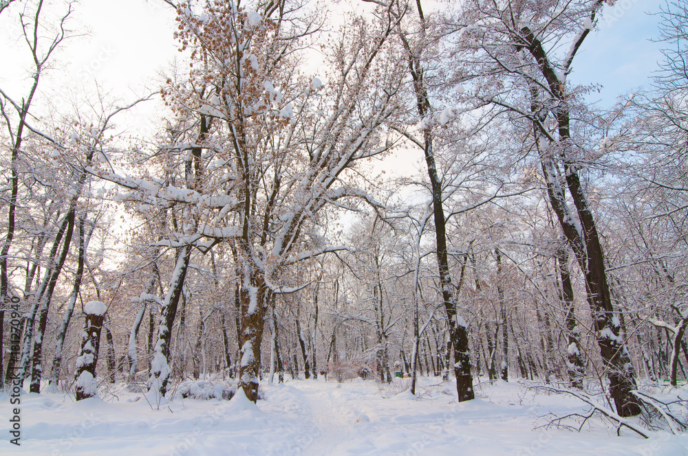 Fototapeta premium winter park