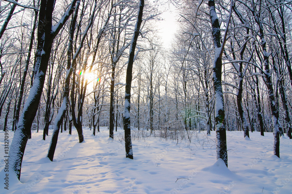 custom made wallpaper toronto digitalwinter park