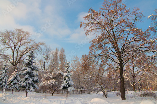 Wallpaper Mural winter park Torontodigital.ca