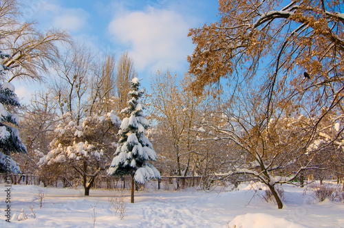 Wallpaper Mural winter park Torontodigital.ca