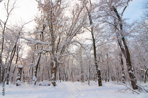 Wallpaper Mural winter park Torontodigital.ca