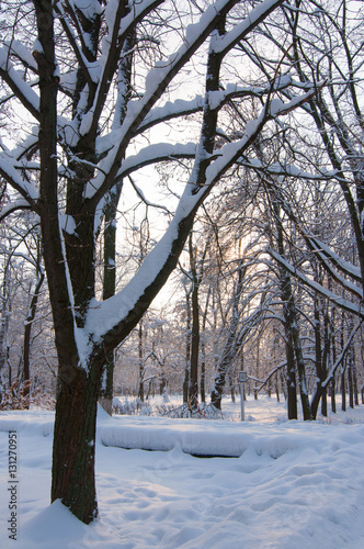 Wallpaper Mural winter park Torontodigital.ca