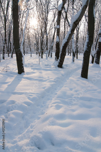 Wallpaper Mural winter park Torontodigital.ca