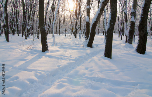 Wallpaper Mural winter park Torontodigital.ca