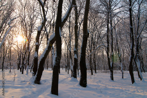 Wallpaper Mural winter park Torontodigital.ca