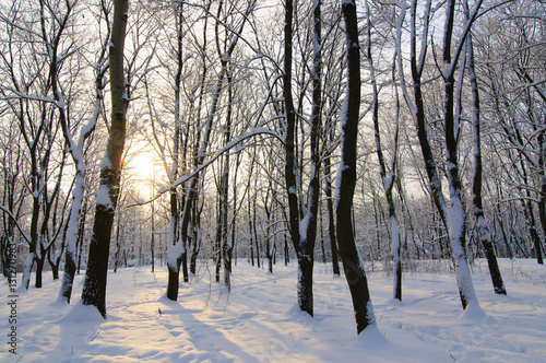 Wallpaper Mural winter park Torontodigital.ca
