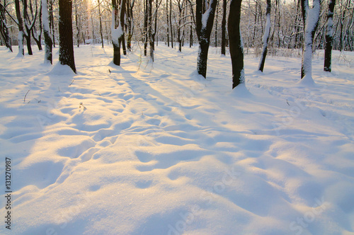 Wallpaper Mural winter park Torontodigital.ca