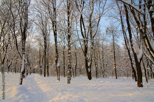Wallpaper Mural winter park Torontodigital.ca