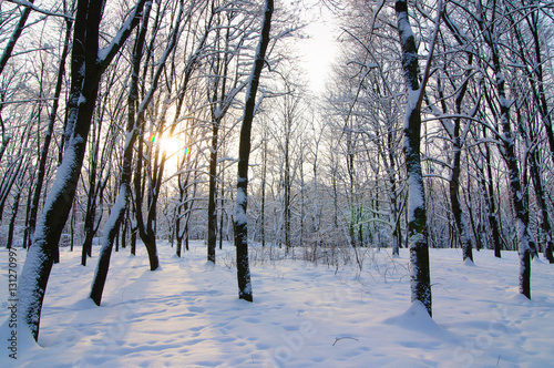 Wallpaper Mural winter park Torontodigital.ca