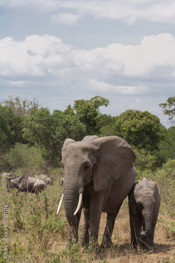 Elephants in the way.  Thicket of Masai Mara, Kenya