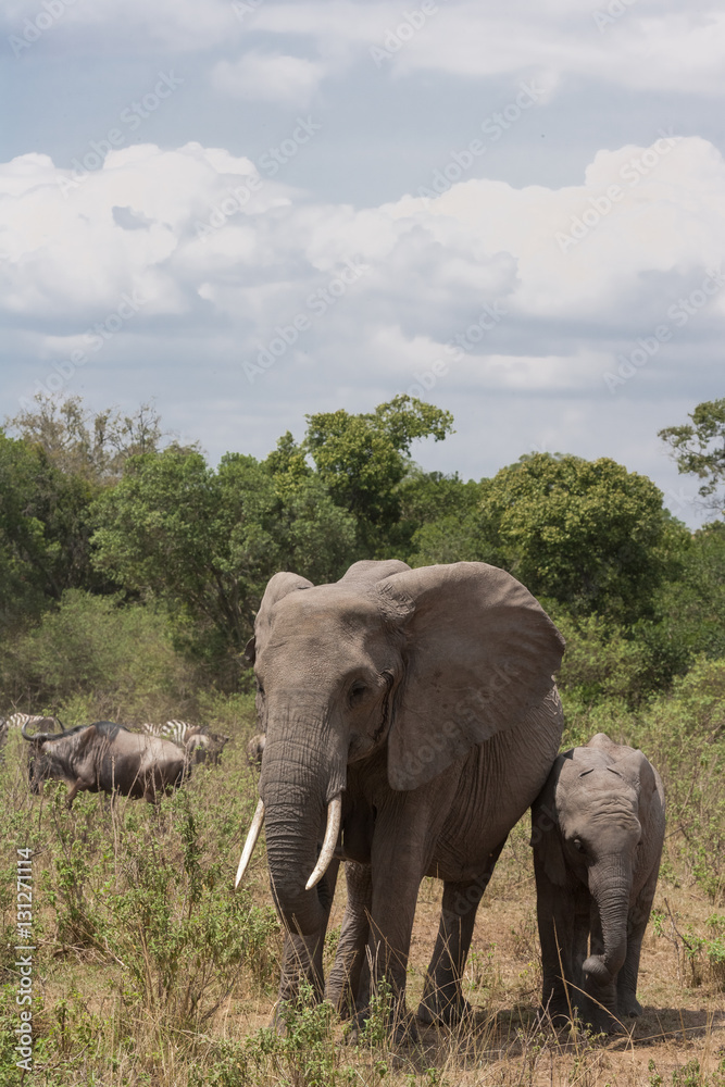 Fototapeta premium Słonie na drodze. Gąszcz Masai Mara, Kenia