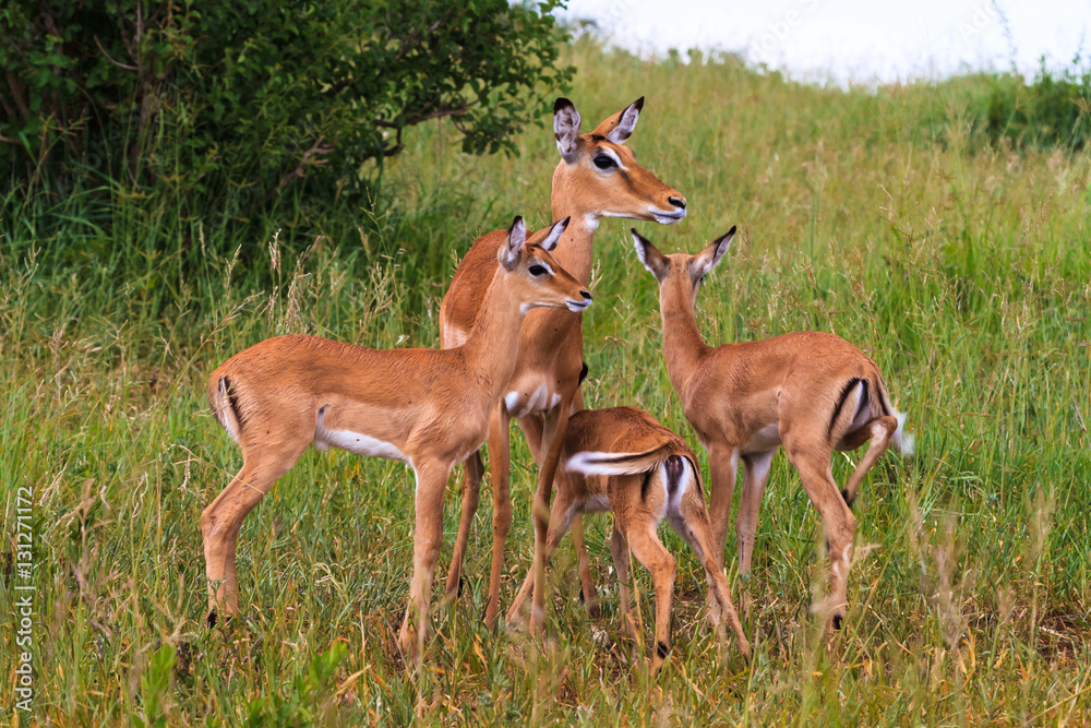 Small herds of impalas. Tarangire, Africa	