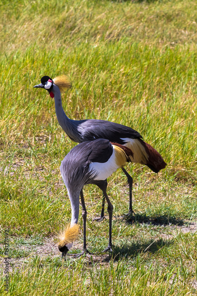 Fototapeta premium Сrowned crane. Two beatiful birds. Samburu, Kenya 