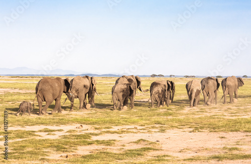 Elephants go away. Savanna. Park Amboseli, Kenya