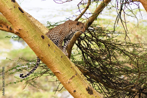 Leopard waiting prey. Ambush. On tree.  Kenya 