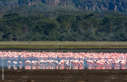 Flamingos. Nakuru landscape. Lake Nakuru, Kenya