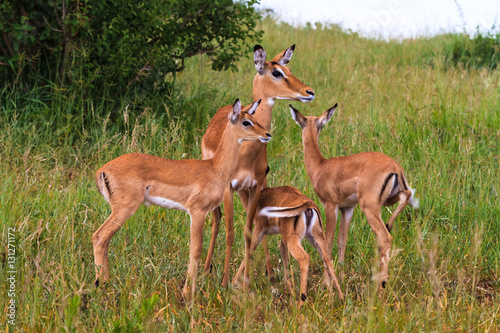 Small herds of impalas. Tarangire  Africa 