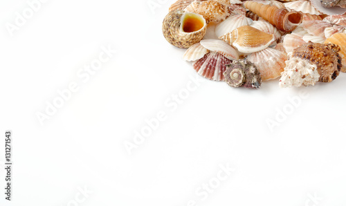 Pile of seashell in top right corner on white background with lots of copy space. 