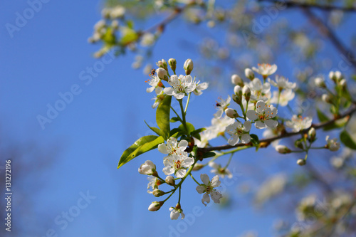 White tree blossom