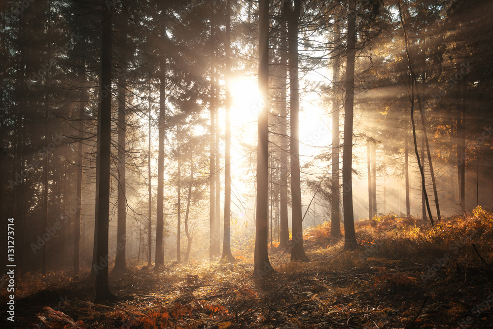 Fantasy morning sunlight in foggy seasonal forest landscape.