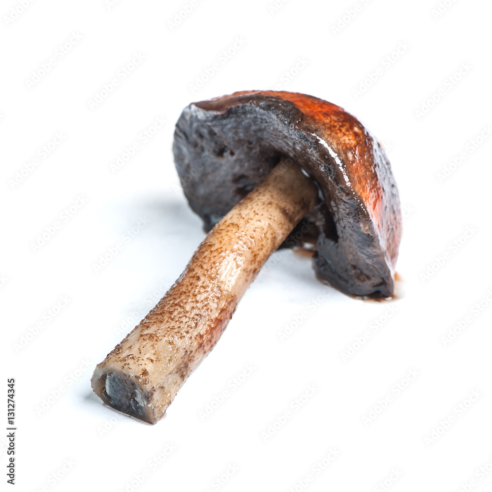 Brown cap boletus Brown cap boletus