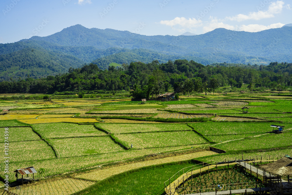 Fototapeta premium field in Pua, Nan province, North Thailand